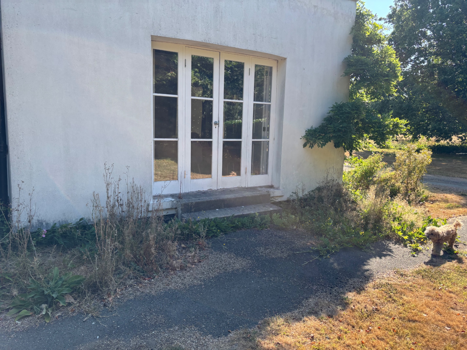 Weeds and self-seeded growth crowding the house entrance and steps — before