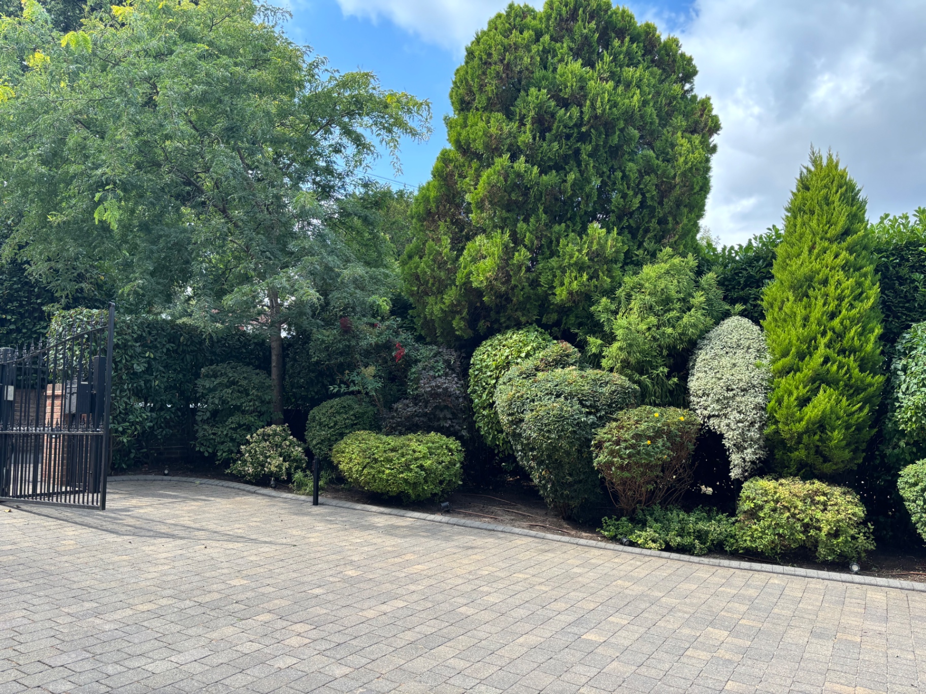 Topiary cones and domes clipped into crisp shapes — after