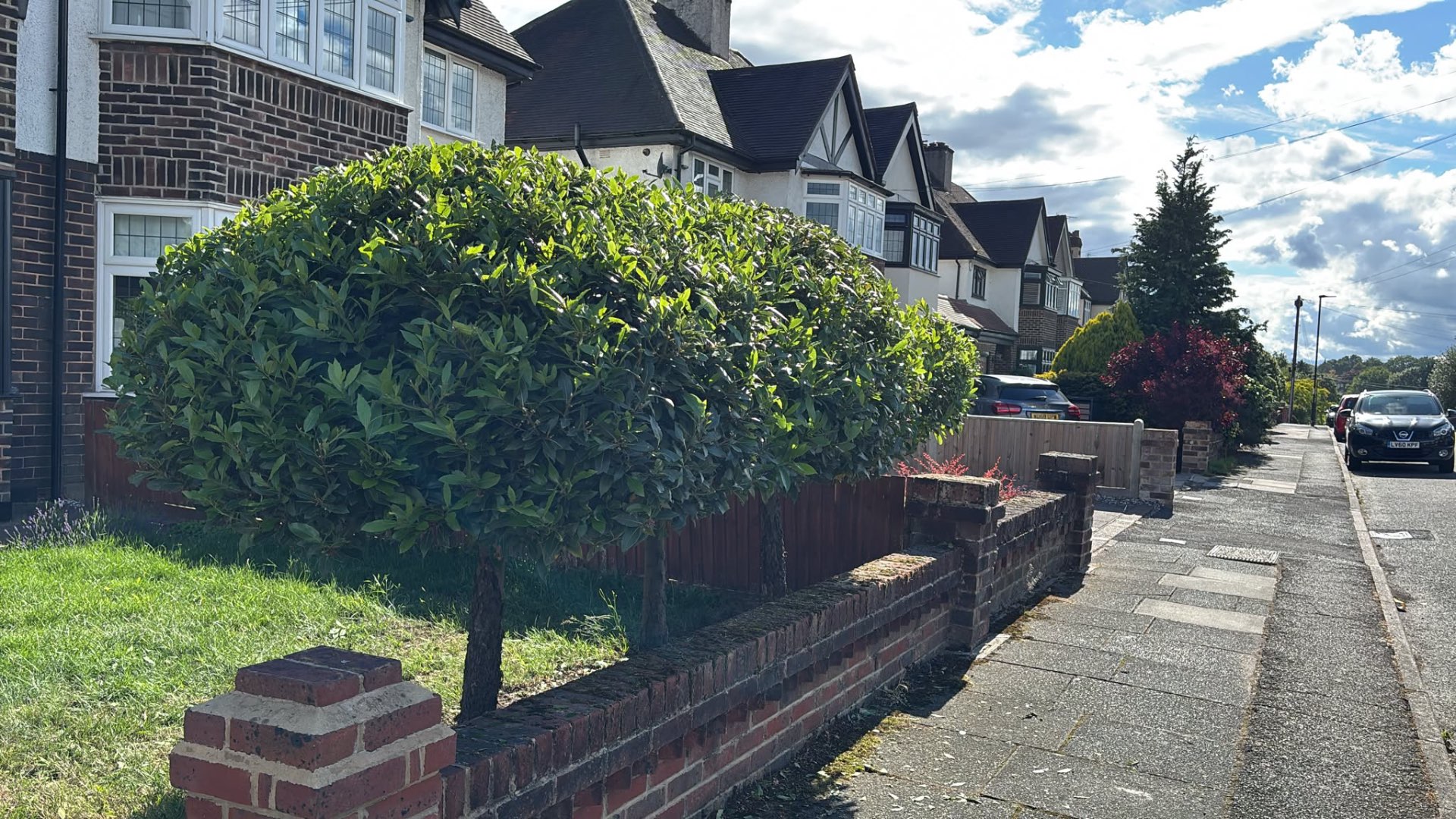 Cherry laurel reshaped into a clean domed line — after