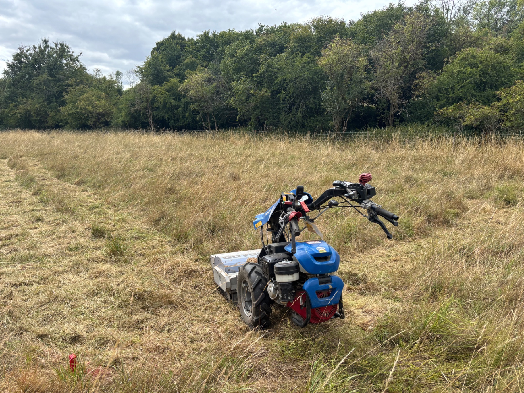 Pedestrian flail mower working through dense grass during the clearance