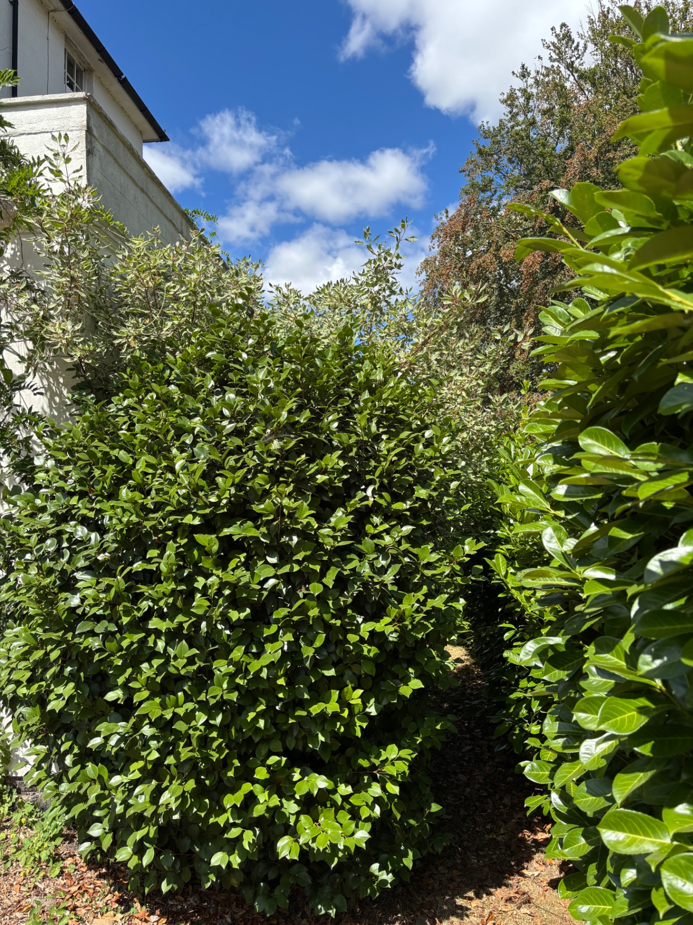 Laurel hedge being cut back from the house border