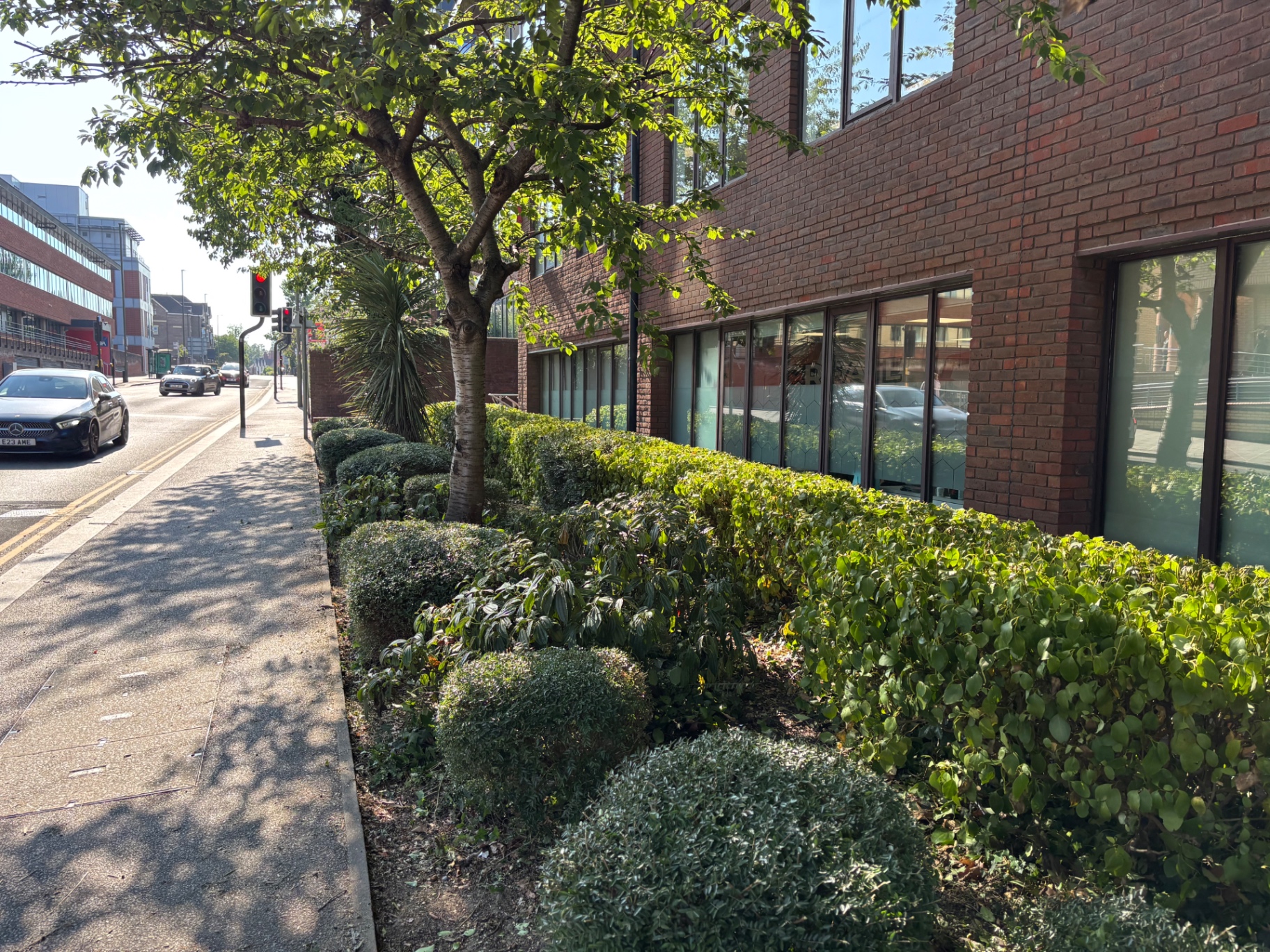 Shrub bed reshaped into clean domed forms along the building line — after