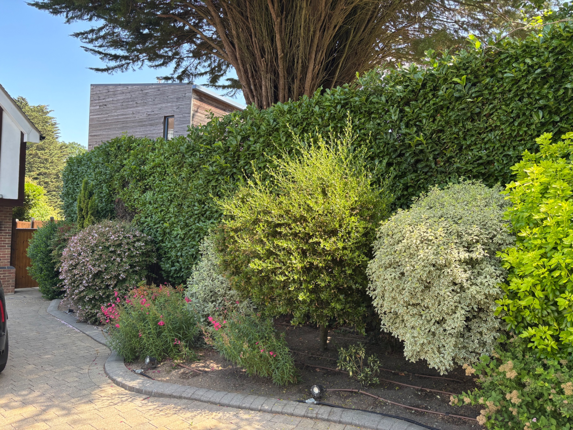 Shrub border along the drive before the topiary reshape — before