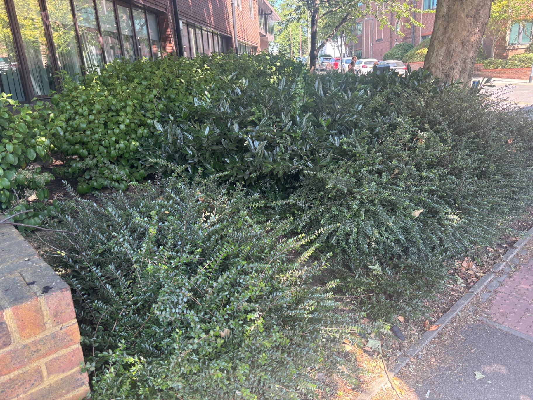 Unshaped shrub bed with mixed overgrowth — before