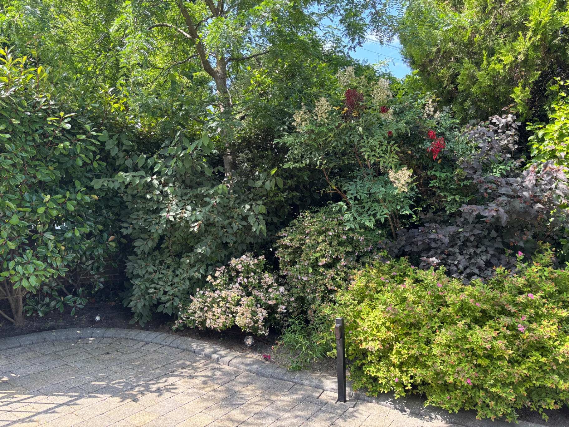 Large variegated dome and border plantings before clipping — before
