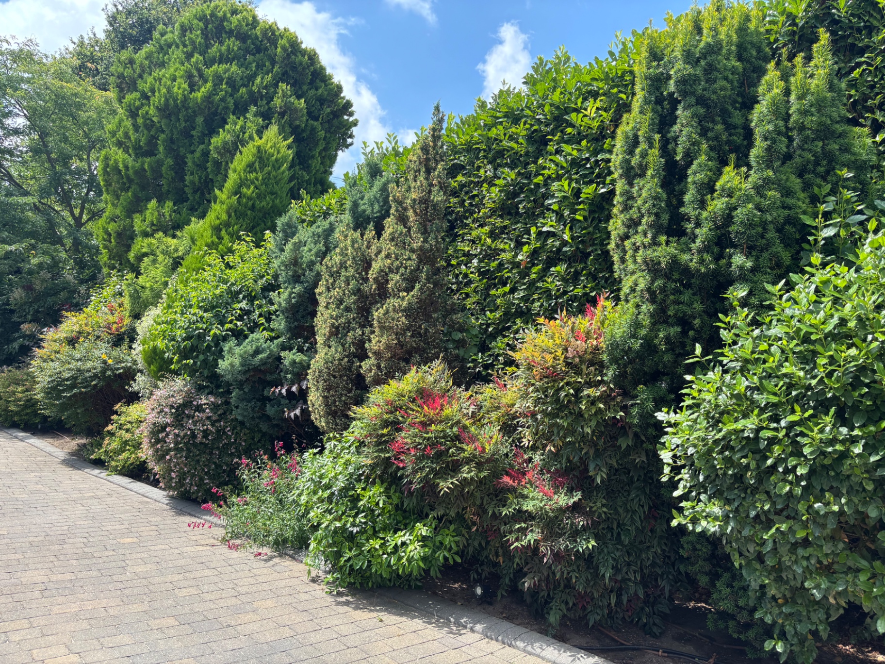 Dome-shaped shrubs mid-reshape along the drive — during
