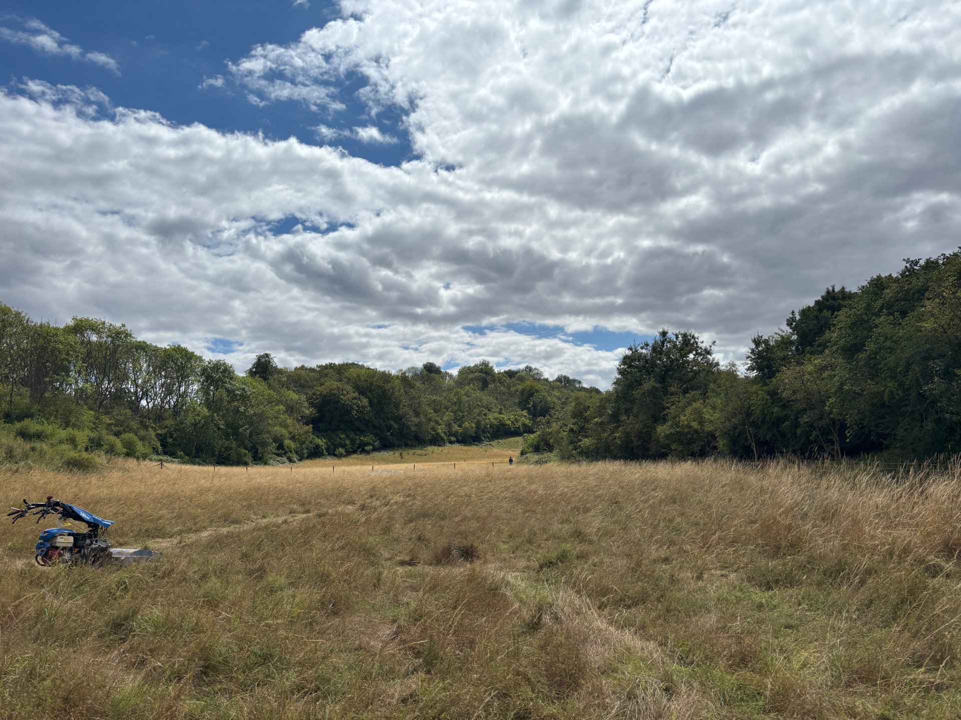 Overgrown meadow on a land purchase plot, waist-high grasses and self-seeded scrub — before