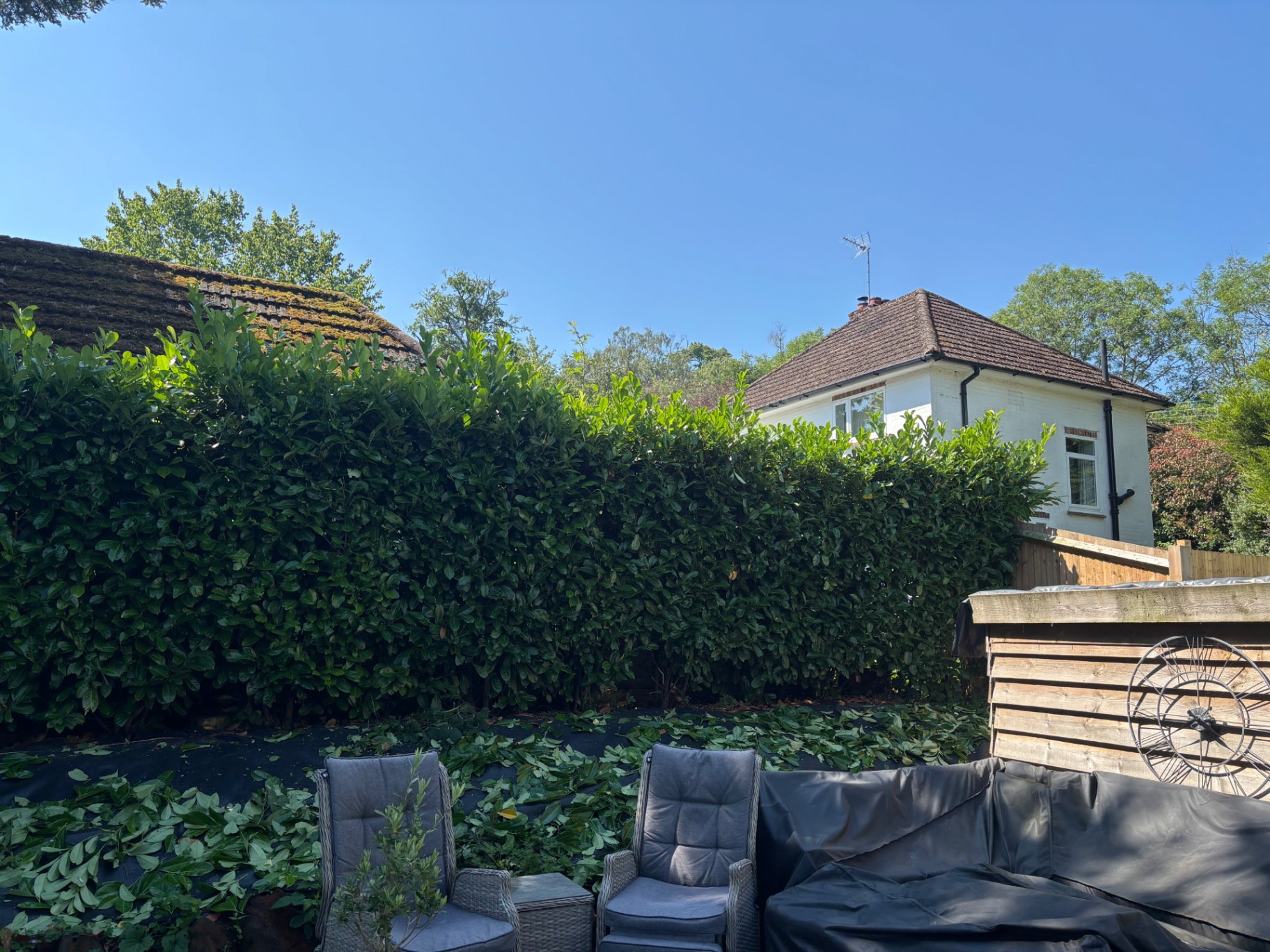 Laurel hedge trimmed back to a clean line