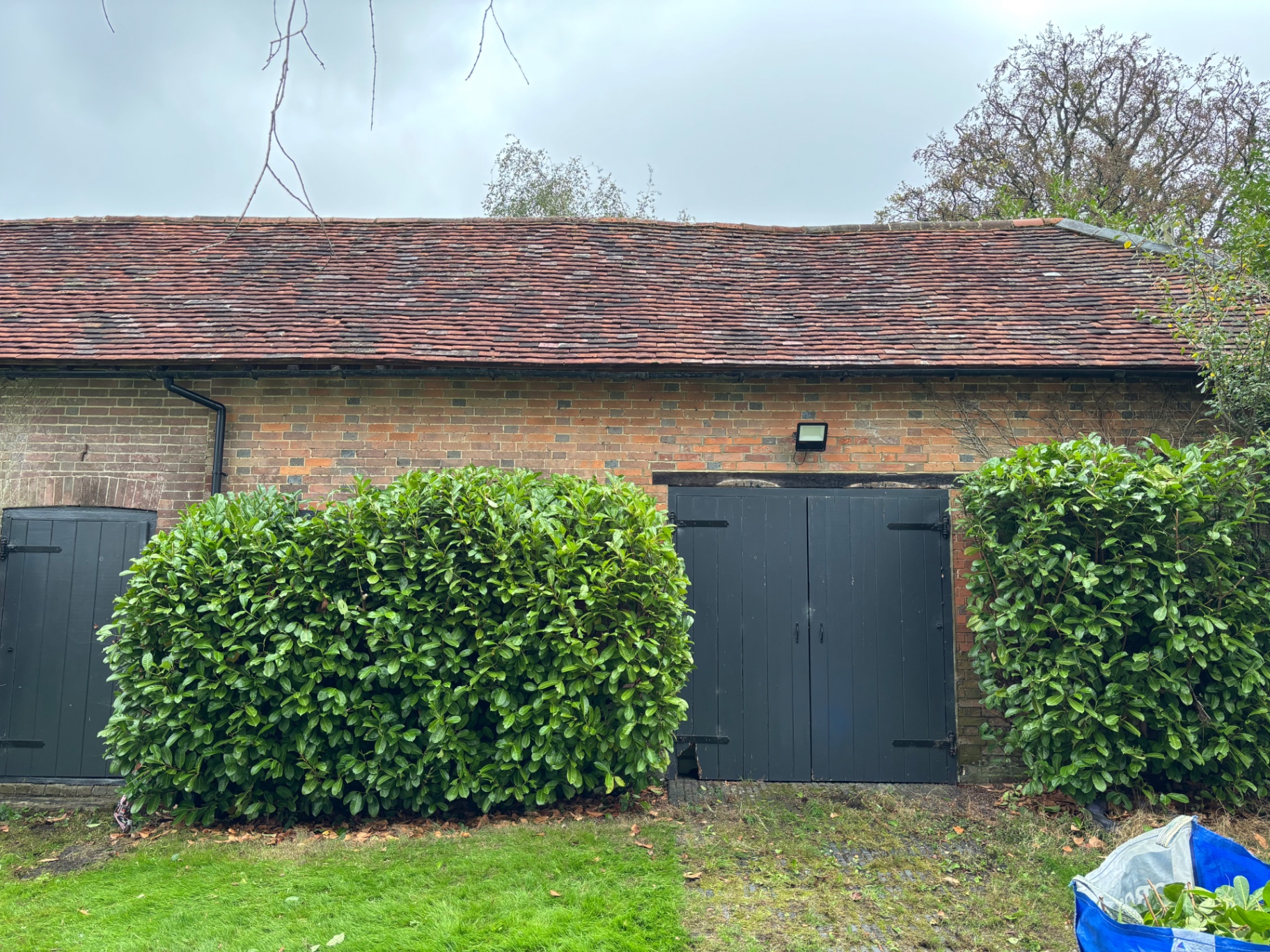 Dense laurel bushes crowding the barn doors and elevations — before