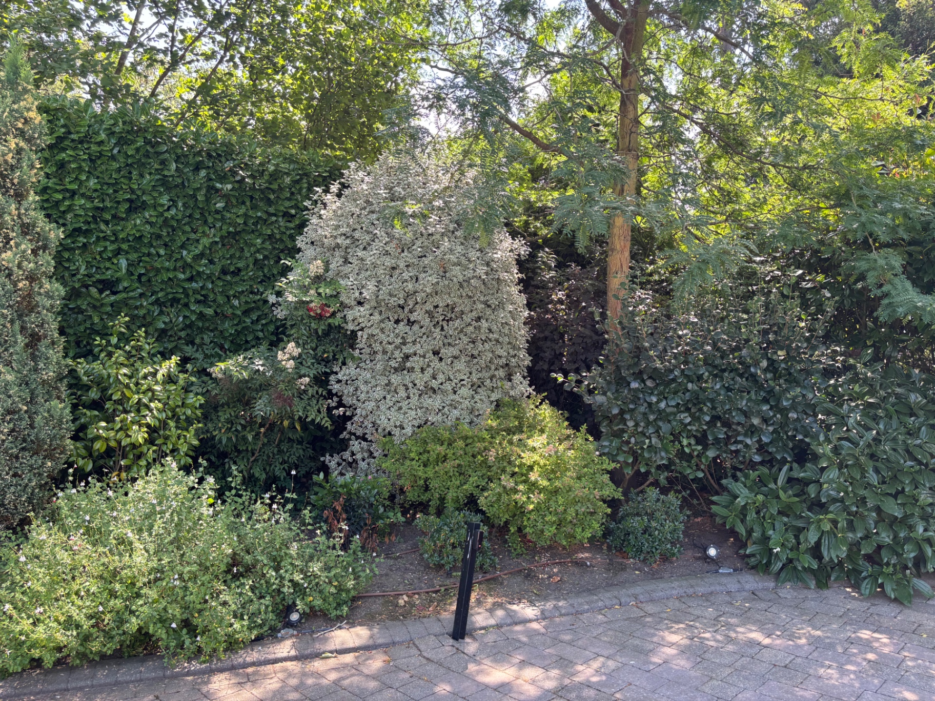 Mixed shrubs and topiary overgrown and out of shape — before