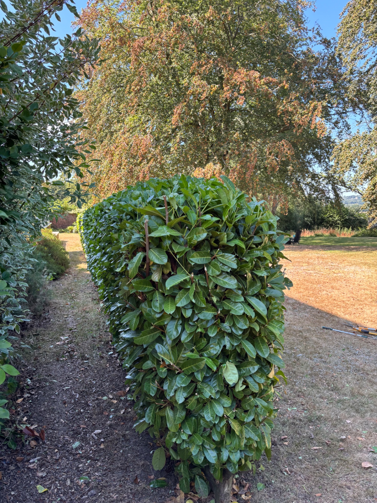 Rear side of the laurel reshaped and squared off — after