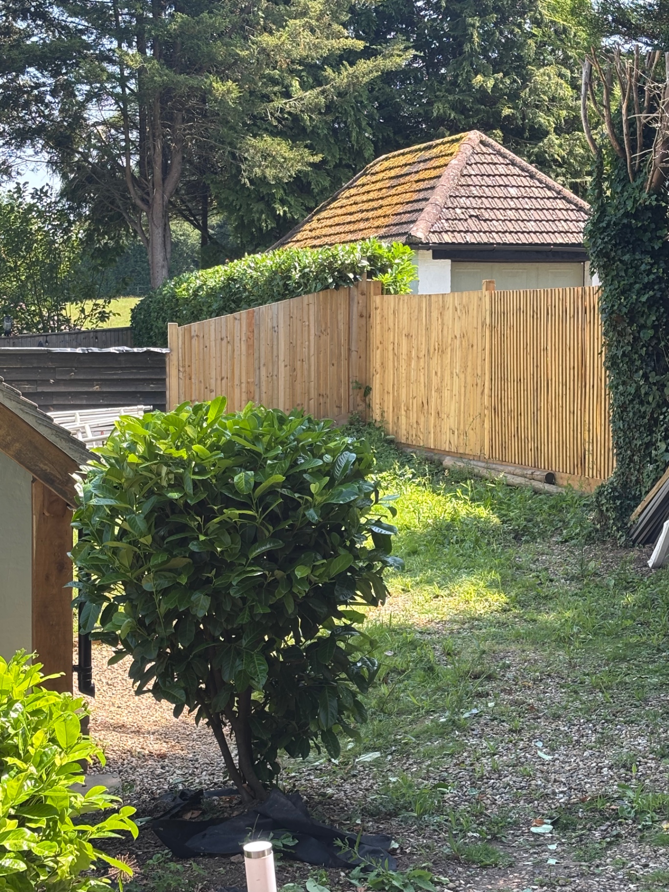 Laurel cap above the fence line tidied up