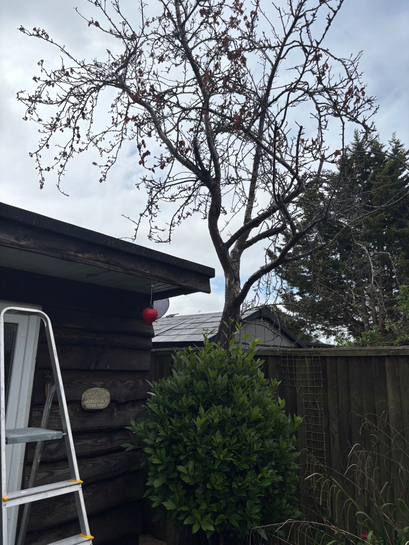 Dead garden tree leaning over the shed — before removal