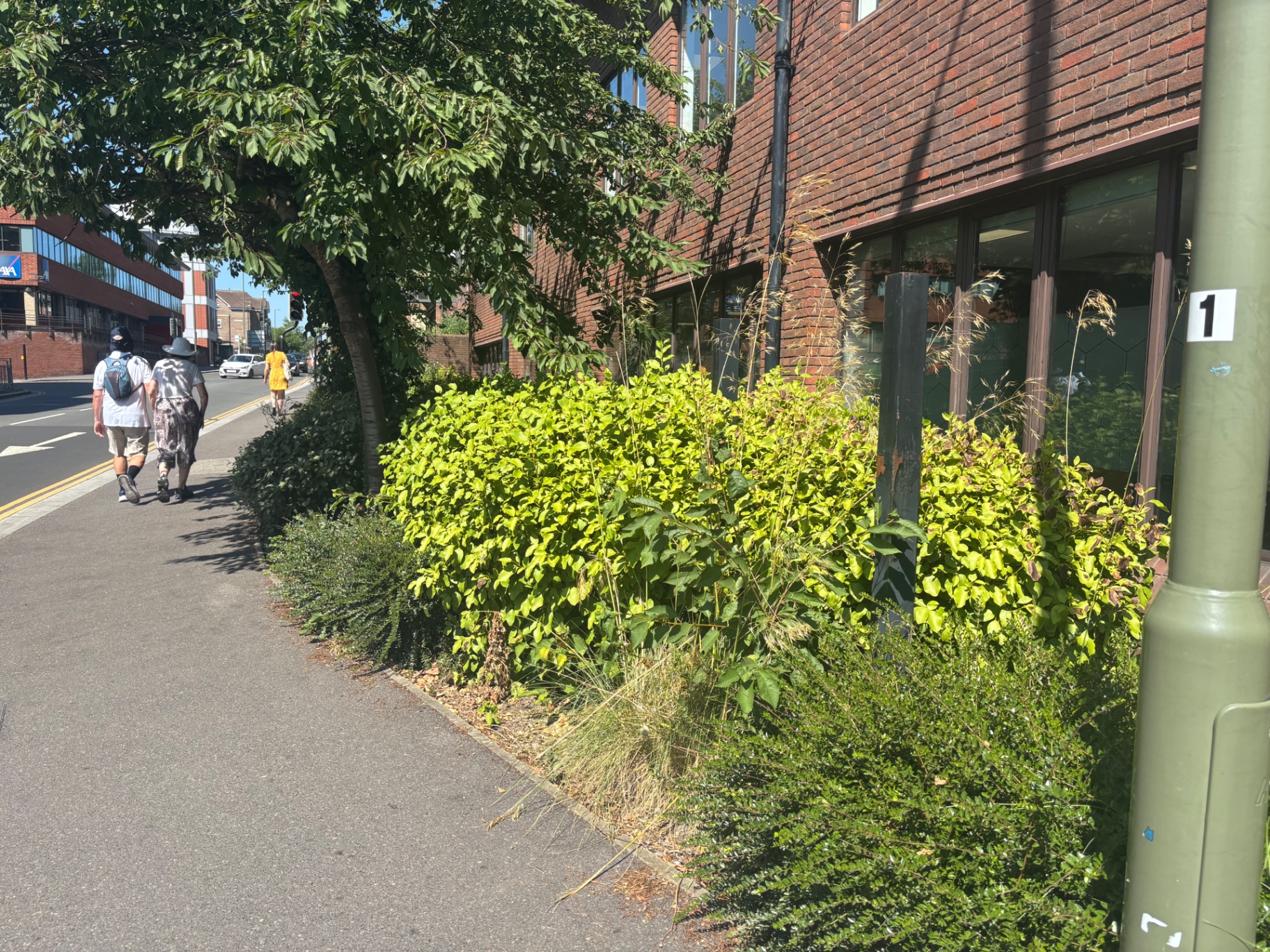 Overgrown shrub beds and self-seeded grasses along the office frontage — before