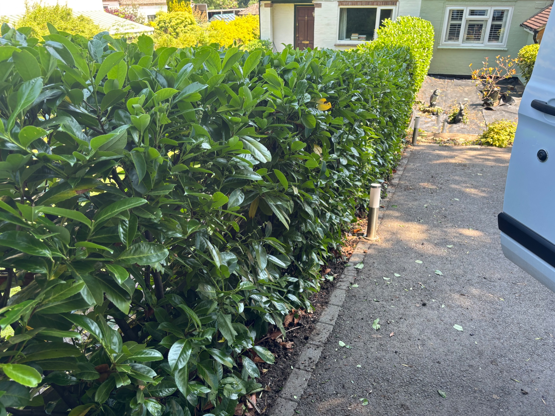 Long laurel driveway hedge trimmed top to bottom