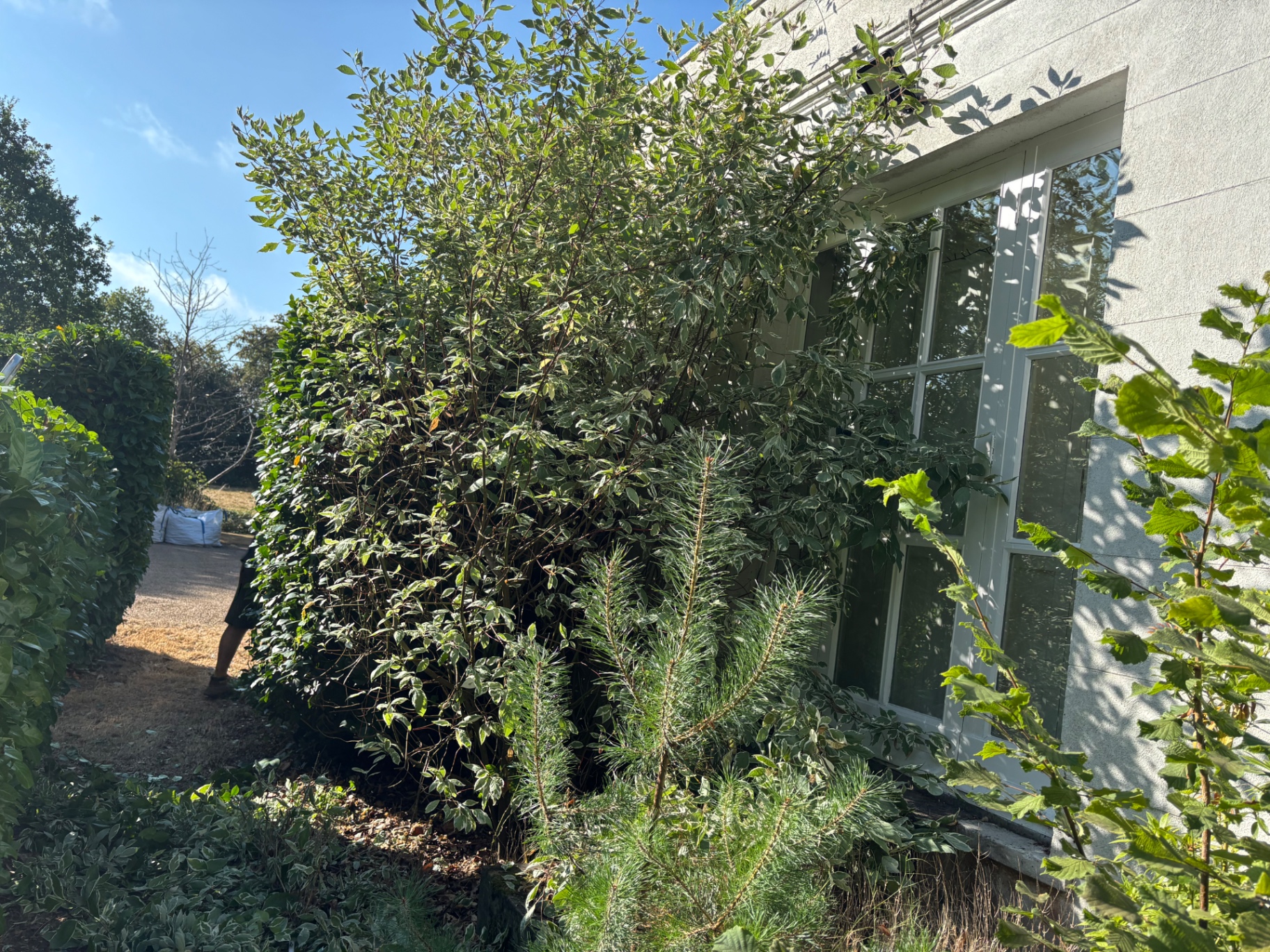 Mixed shrub bed dense with leggy growth blocking the windows — before