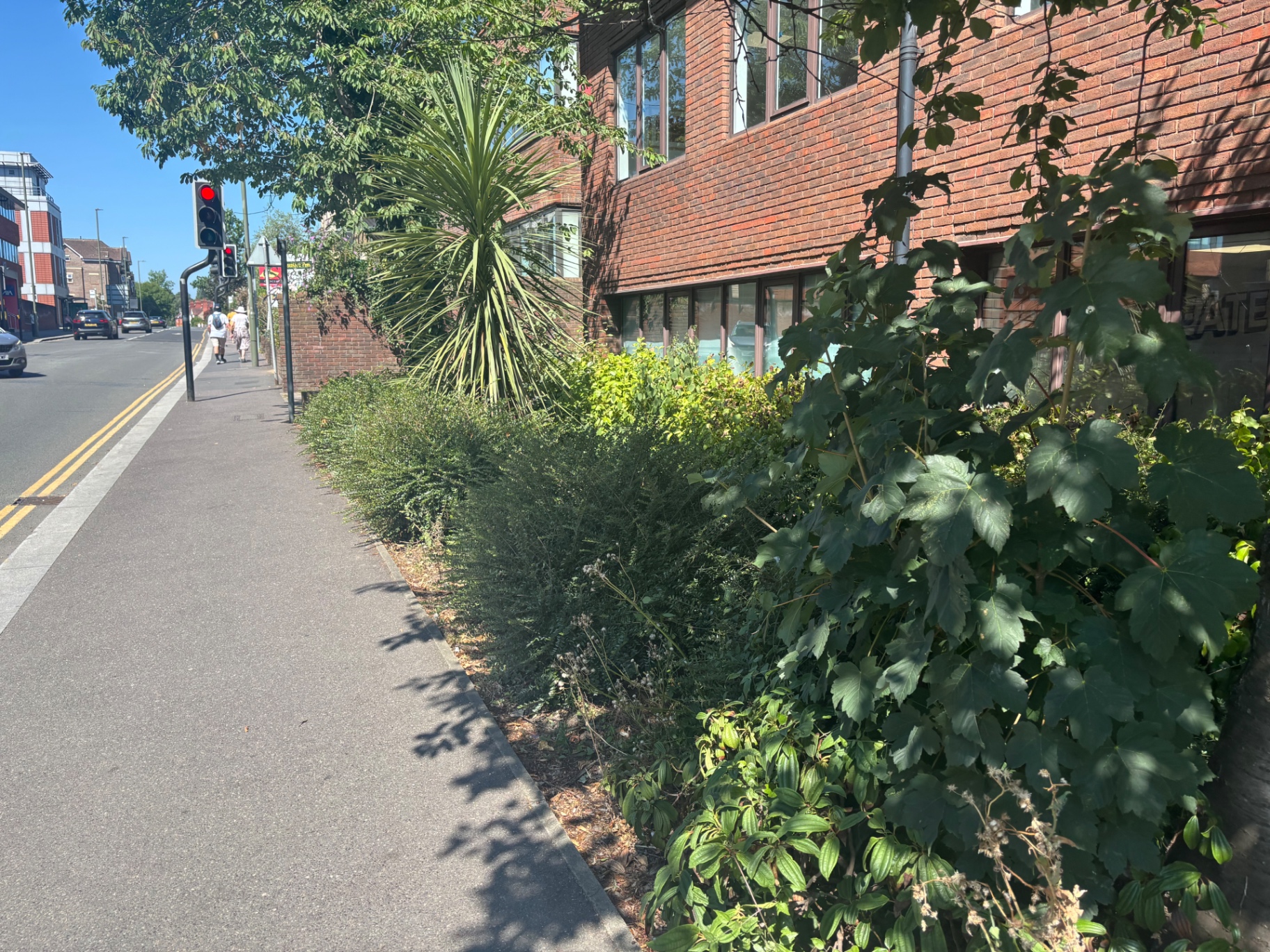Straggly shrubs and weeds spilling onto the pavement — before