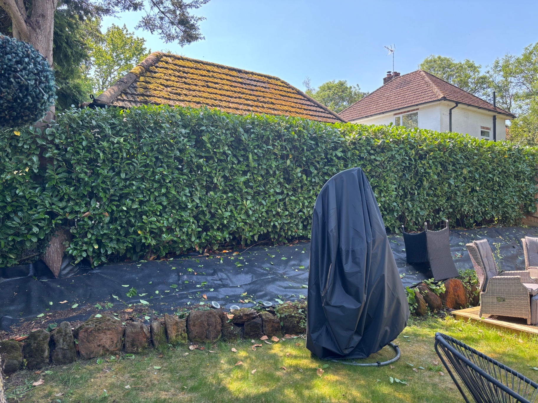 Laurel hedge cut to height — finished pass