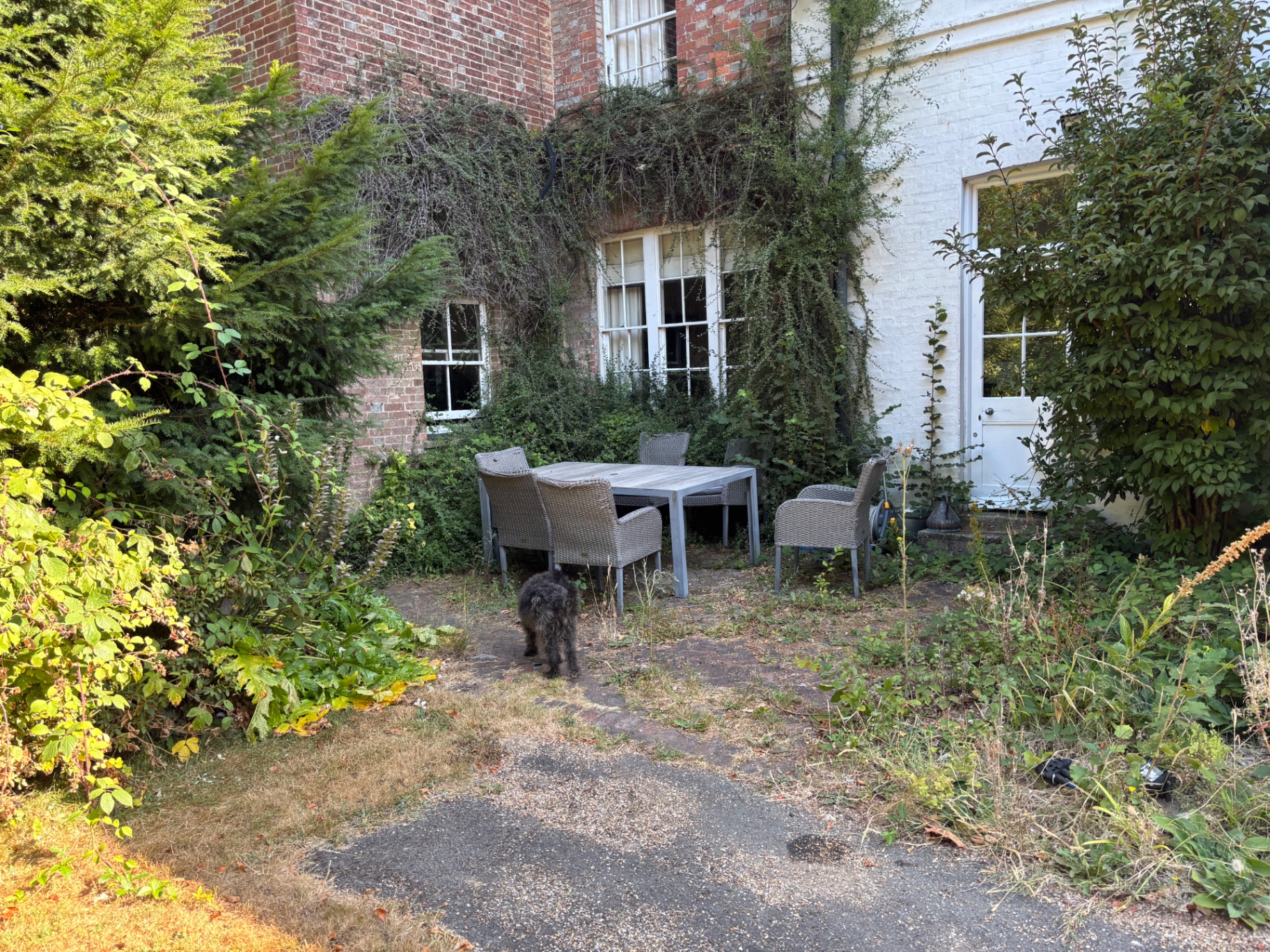 Patio terrace overgrown with weeds around the garden furniture — before