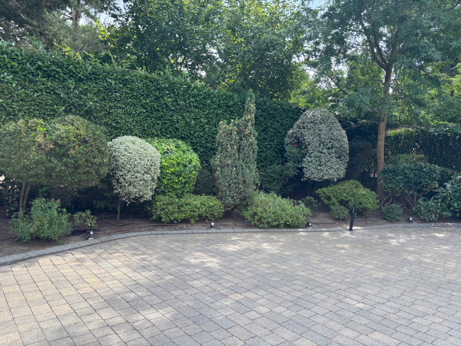 Finished topiary and shrub border, all squared off and tidy — after