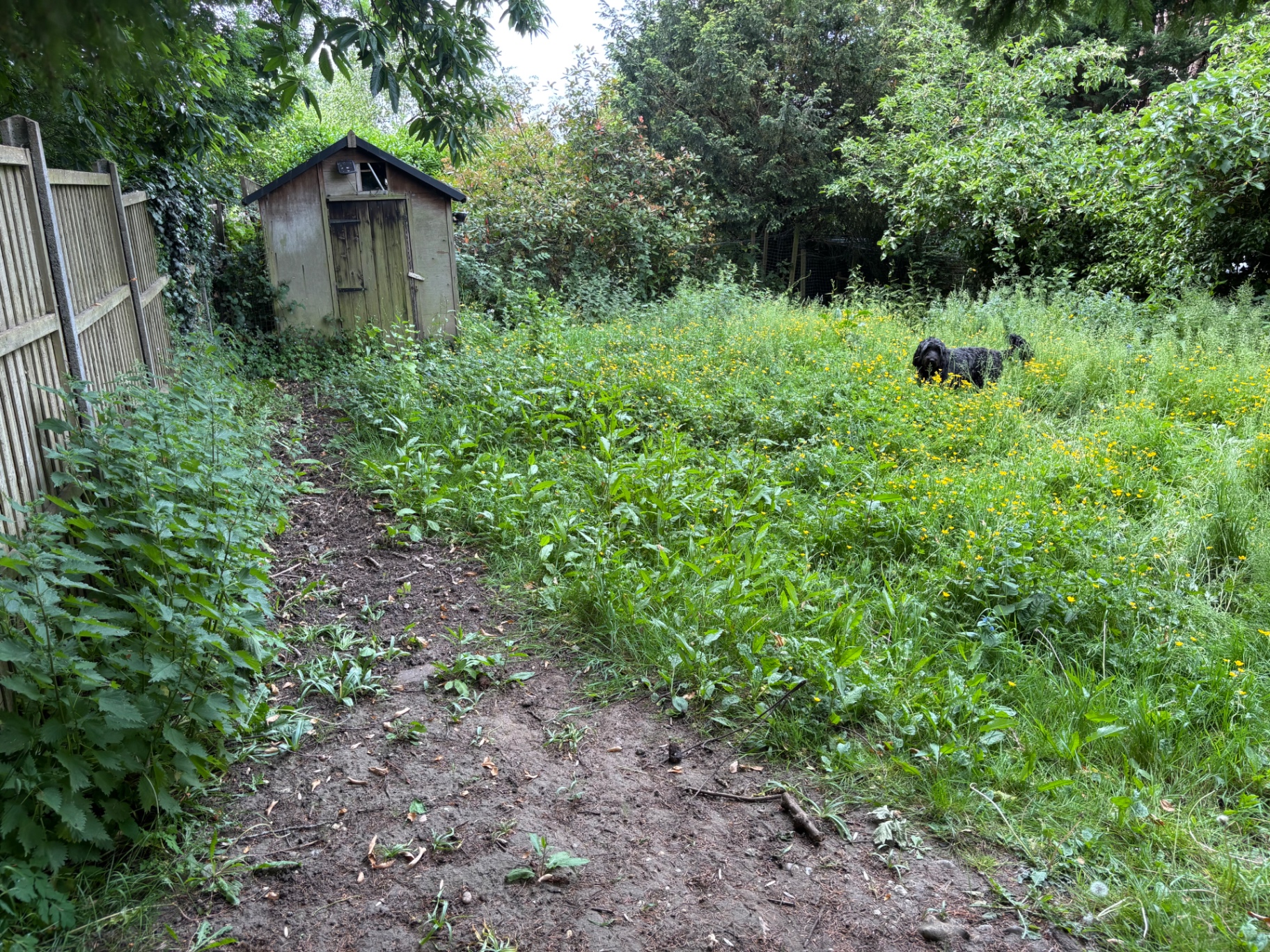 Wild growth around the shed and borders — before clearance