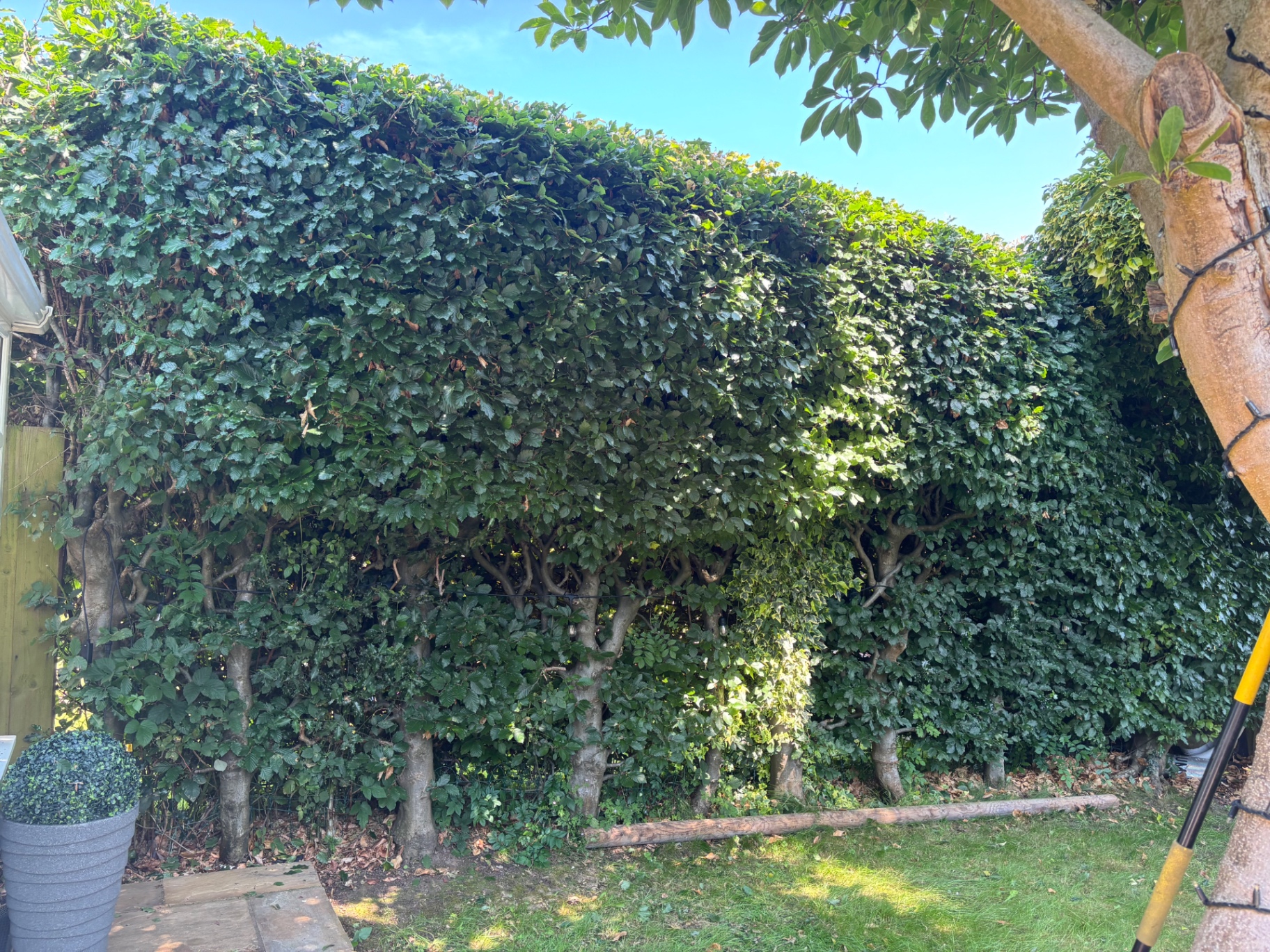 Beech hedge reshaped and squared off — after