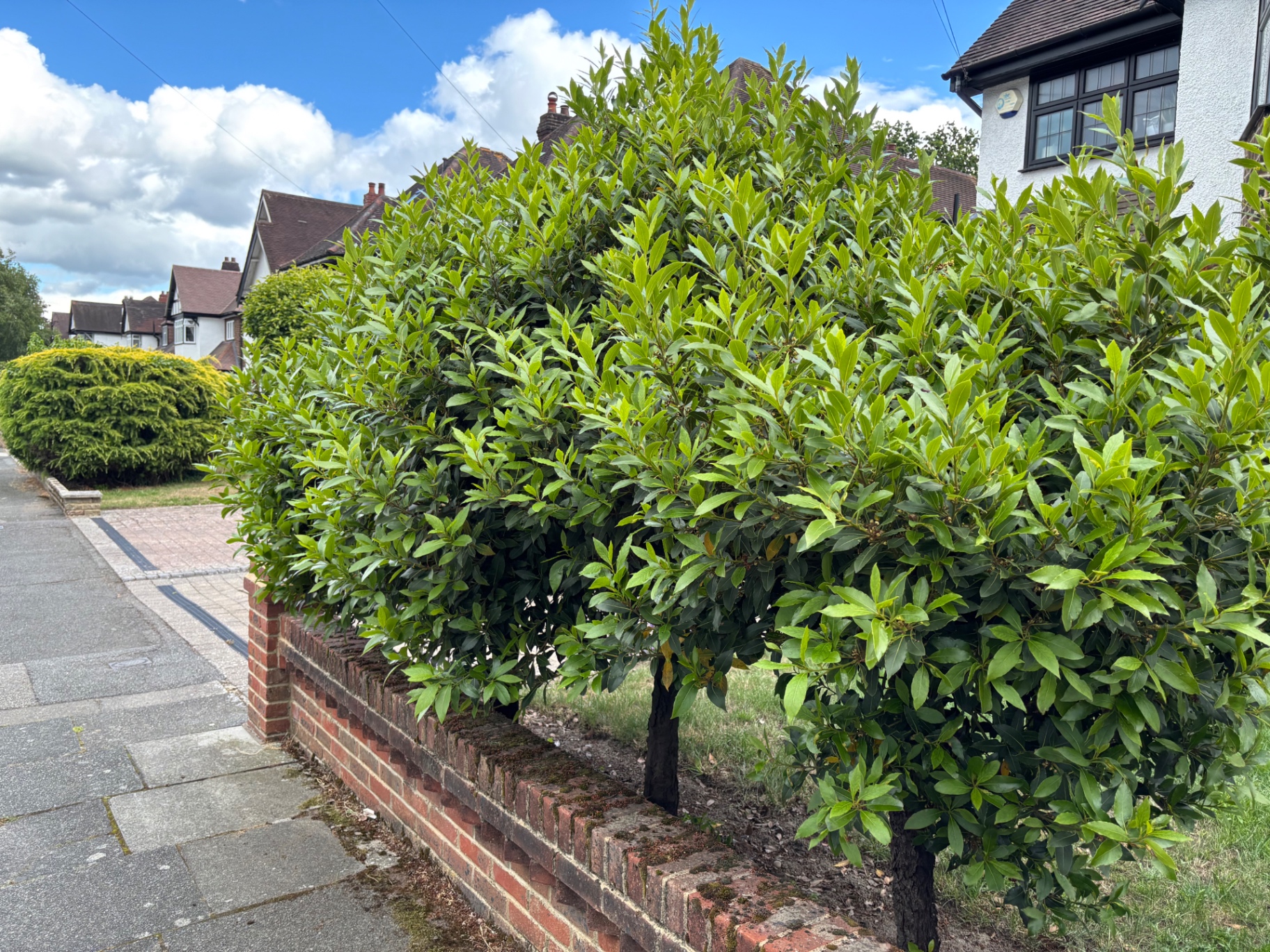 Overgrown cherry laurel hedge — before trim