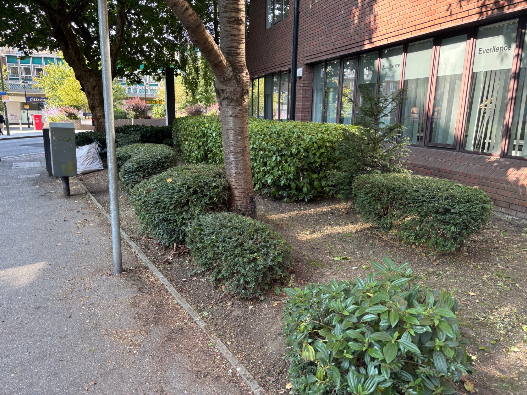 Individual shrubs pruned into tidy rounded shapes, bed cleared of debris — after