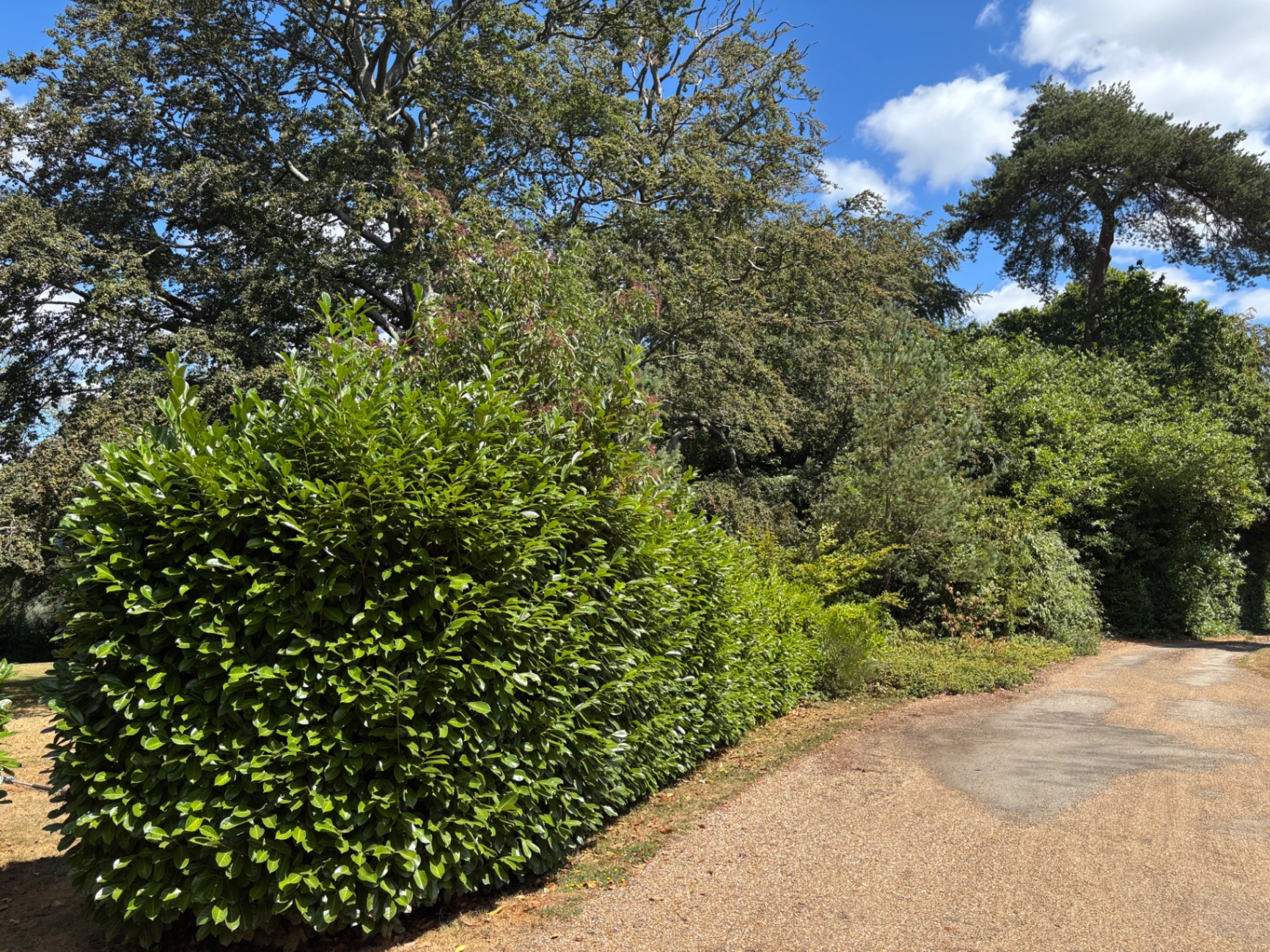 Long laurel hedge mid-trim, sides cut back square