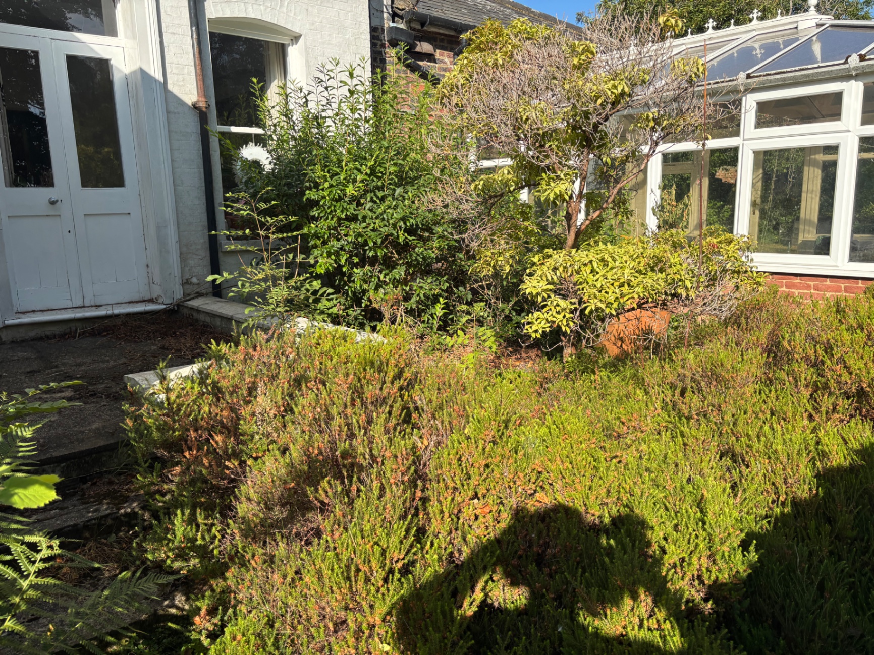 Heathers and overgrown shrubs crowding the border — before
