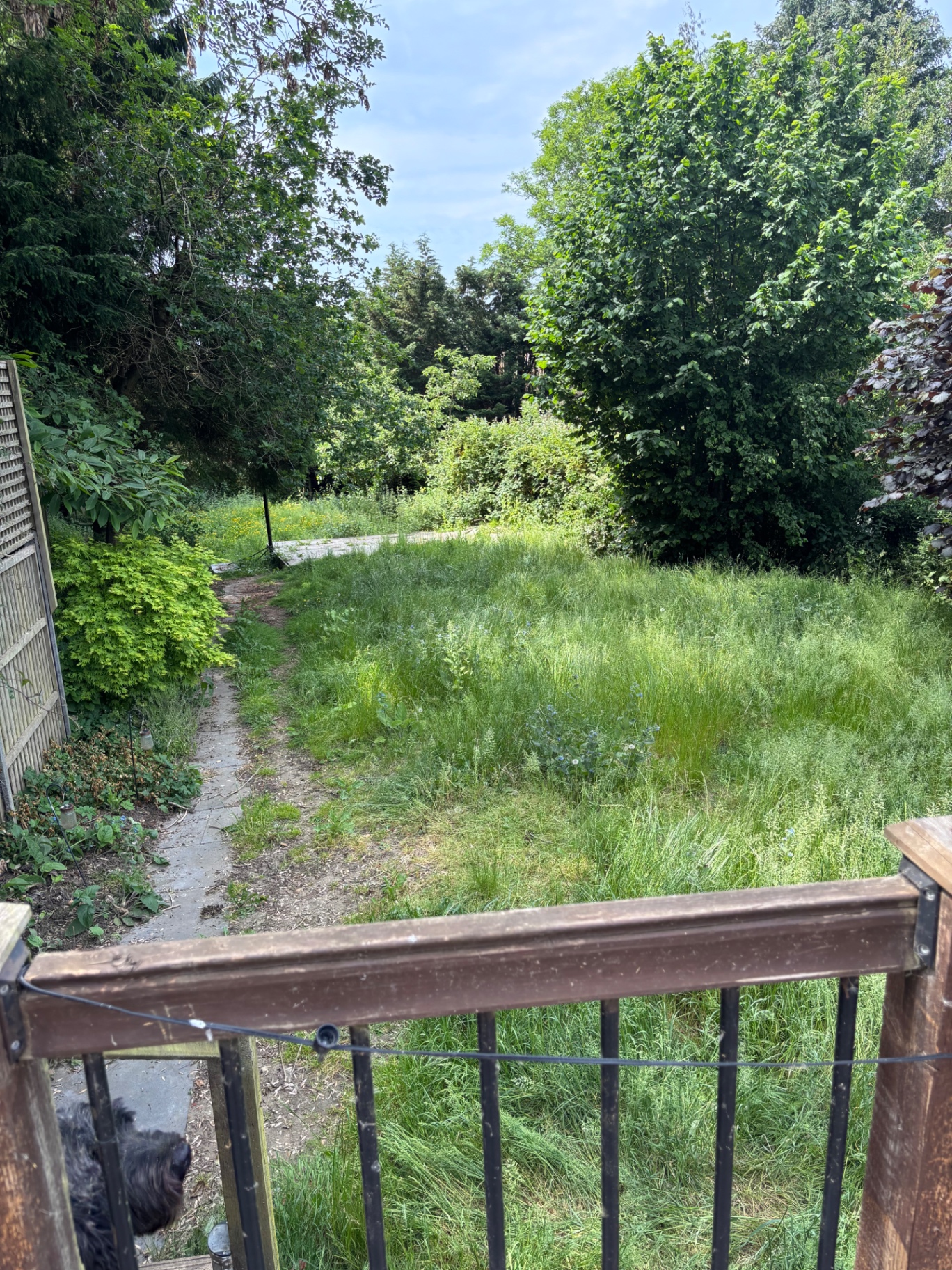 Overgrown rear garden, long grass and weeds — before clearance