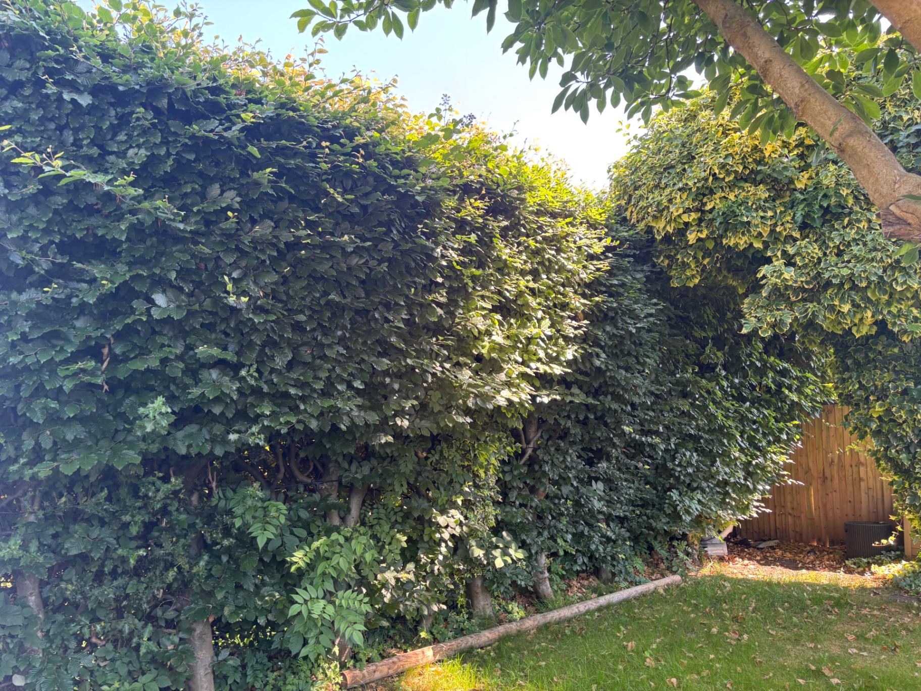 Overgrown beech hedge — before reduction and reshape