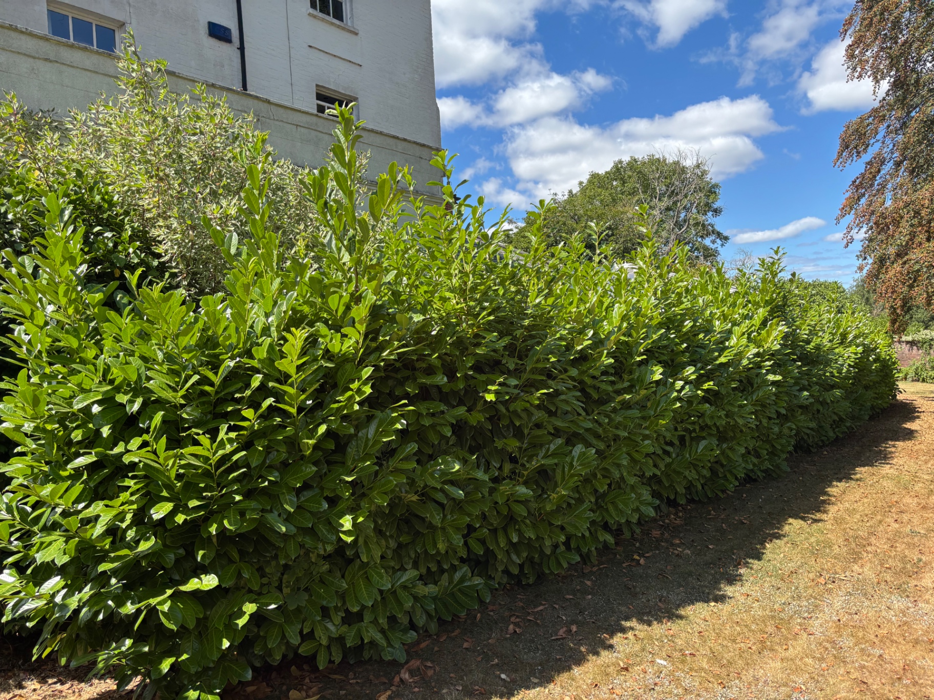 Overgrown laurel hedge flanking the drive before trimming — before