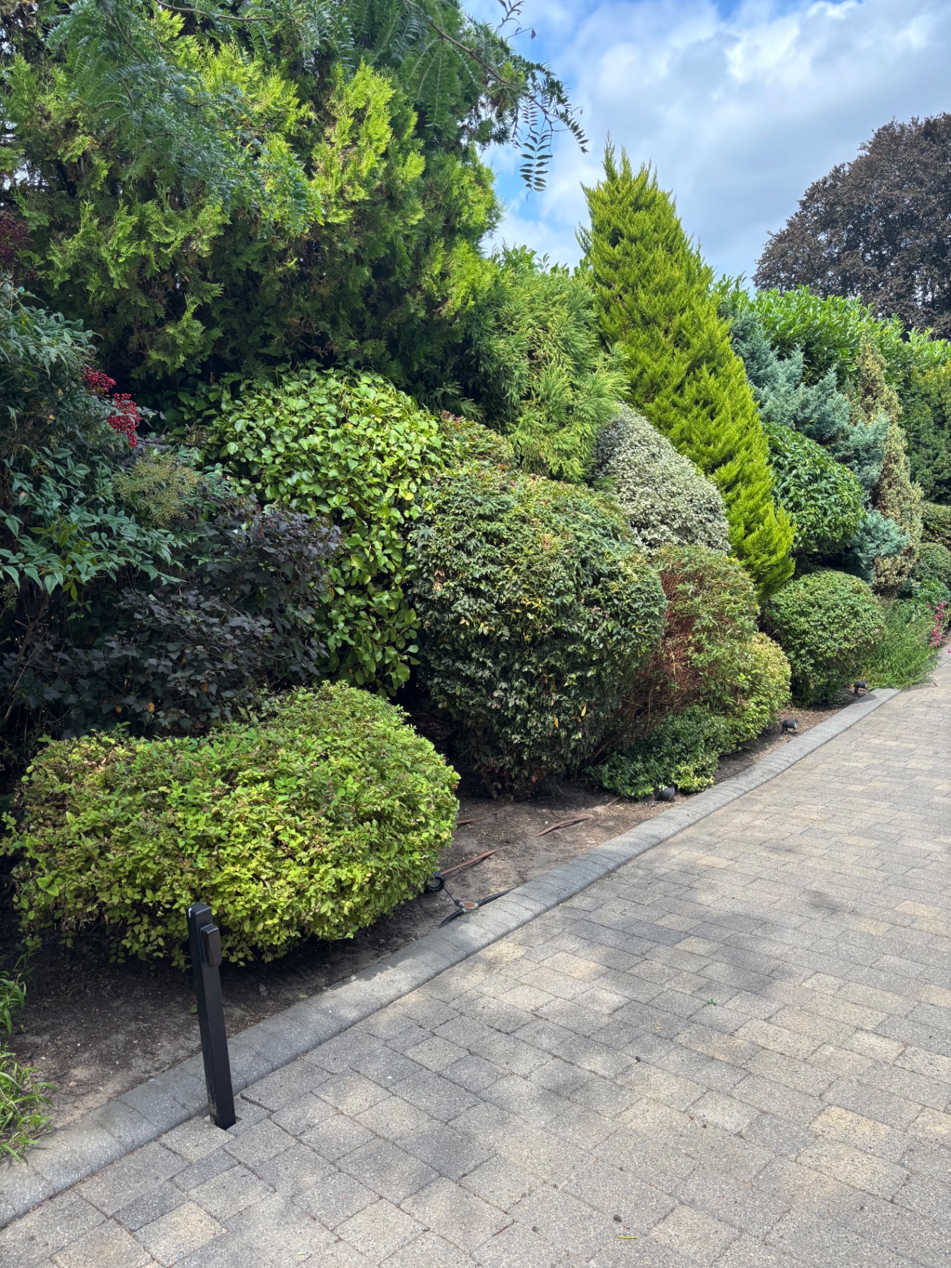 Reshaped domes and columnar conifers neat and tidy along the drive — after