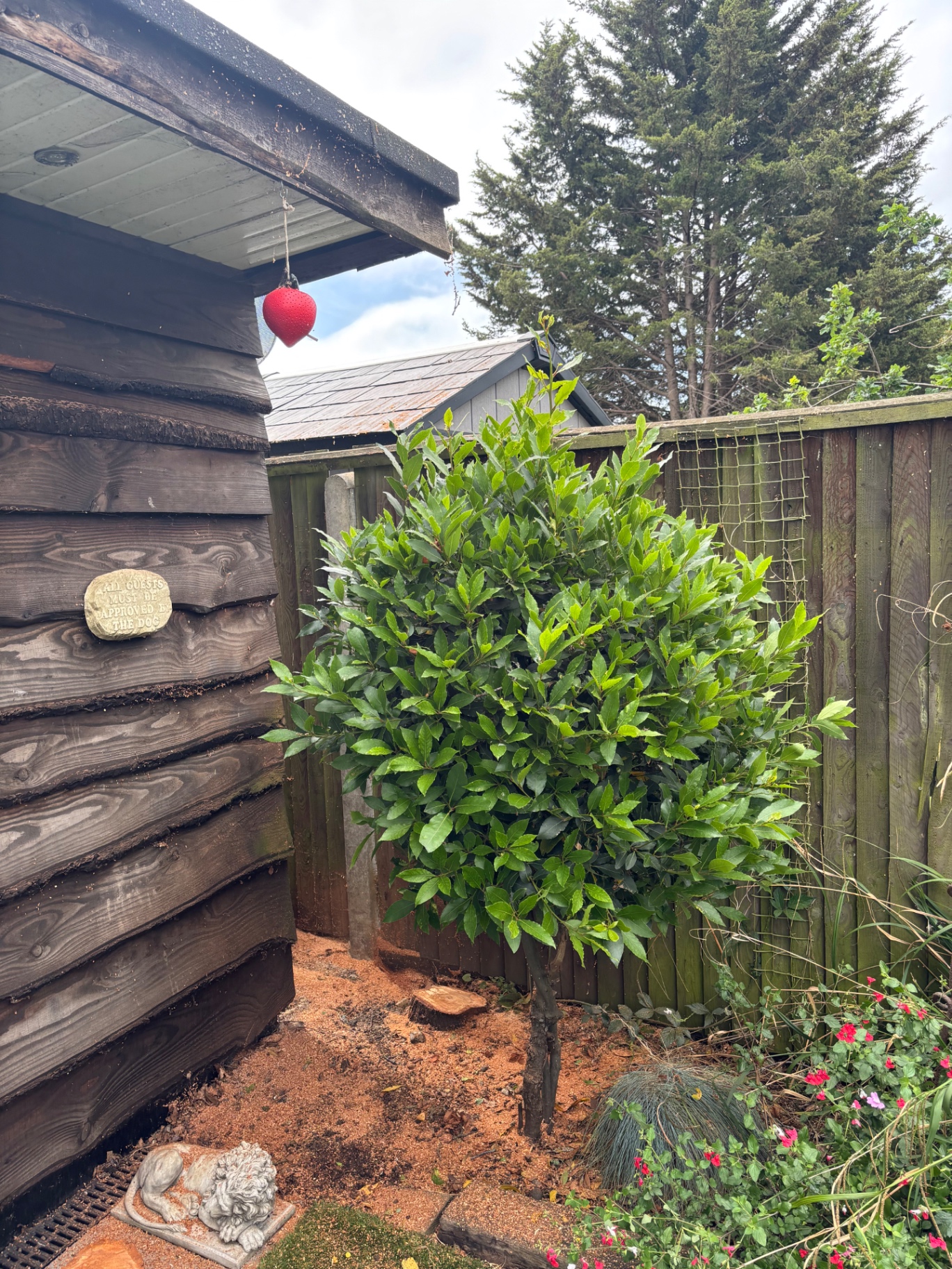 Tree felled and area cleared back to ground level — after