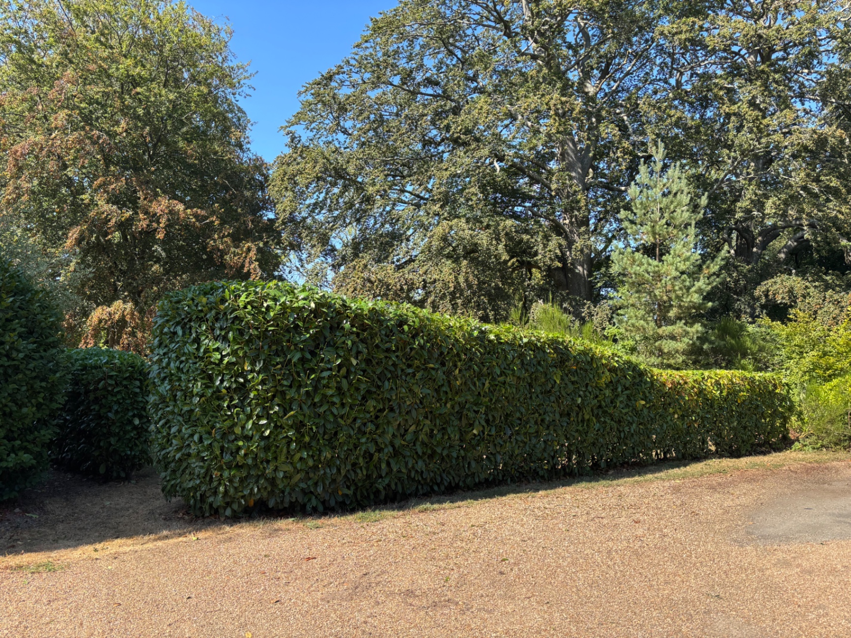 Hedge cut to height along the drive — finished line
